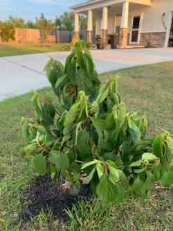 无论是盆栽还是地栽的植物，移栽这几点要注意，否则很难恢复生长