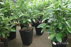 18种最好的大型室内植物，摆家里和办公室最好不过啦