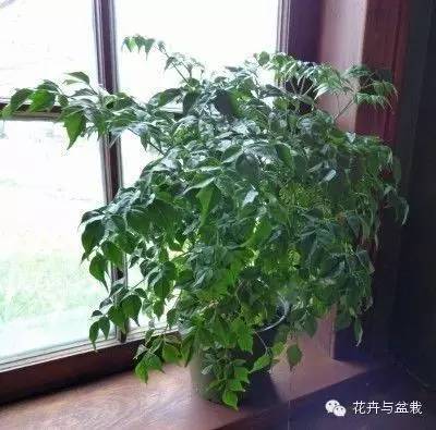 18种最好的大型室内植物，摆家里和办公室最好不过啦