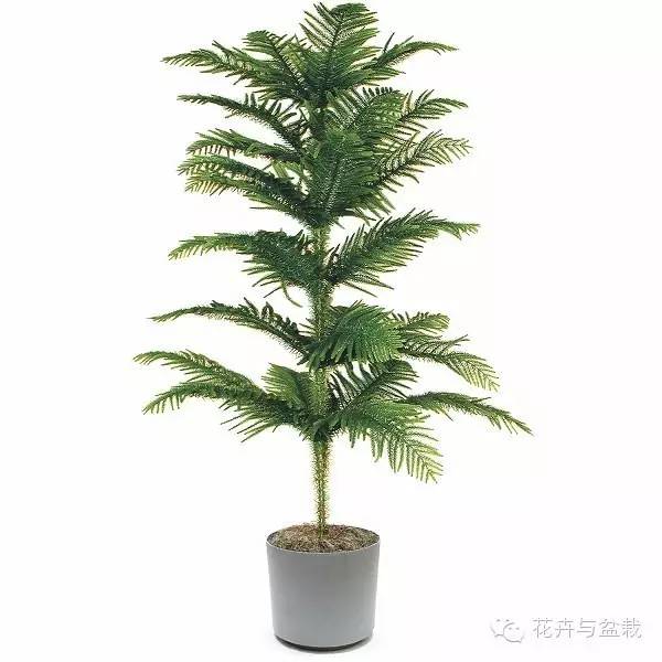 18种最好的大型室内植物，摆家里和办公室最好不过啦