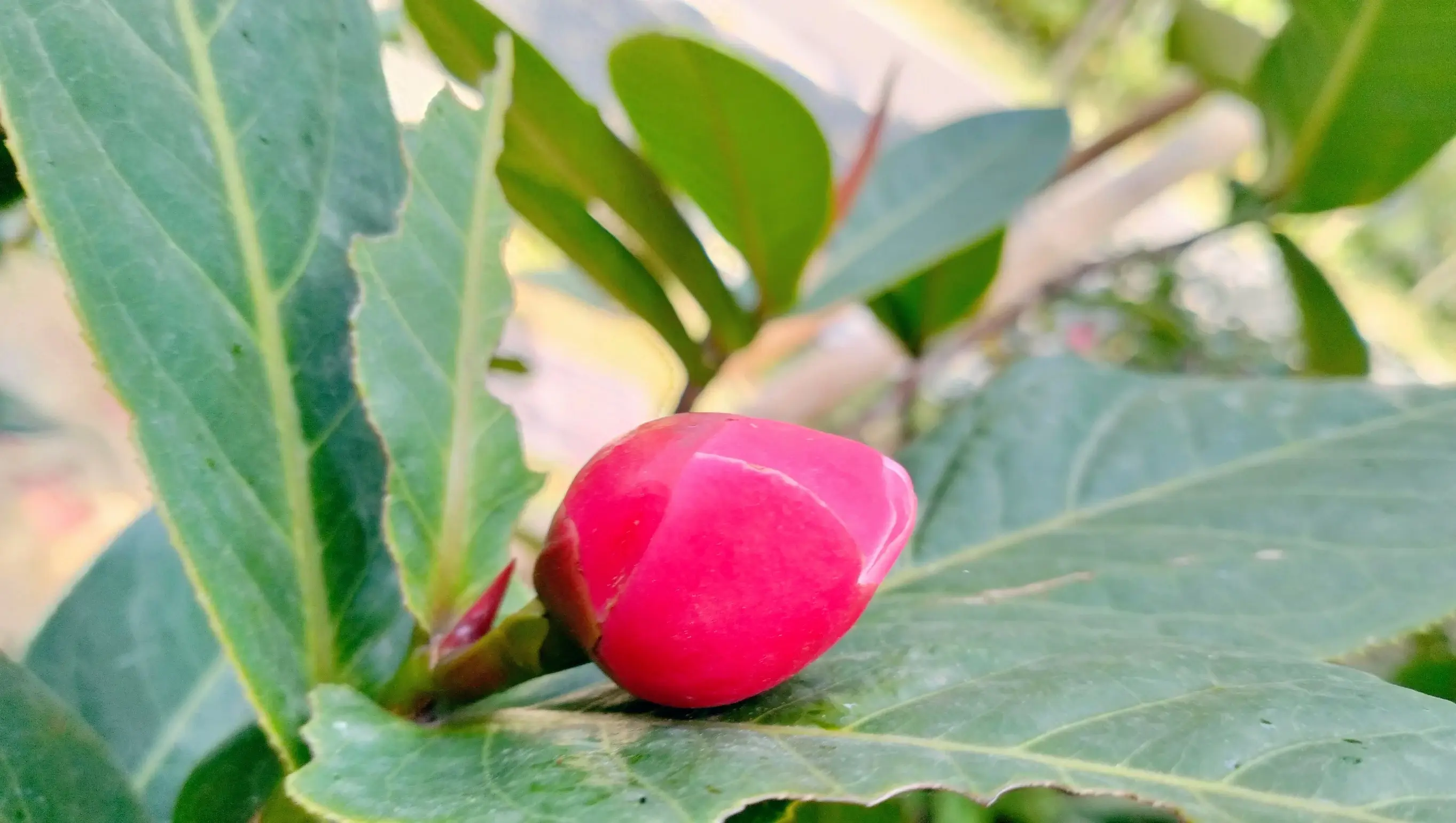 越南抱茎茶，金花茶，您喜欢吗？一起赏