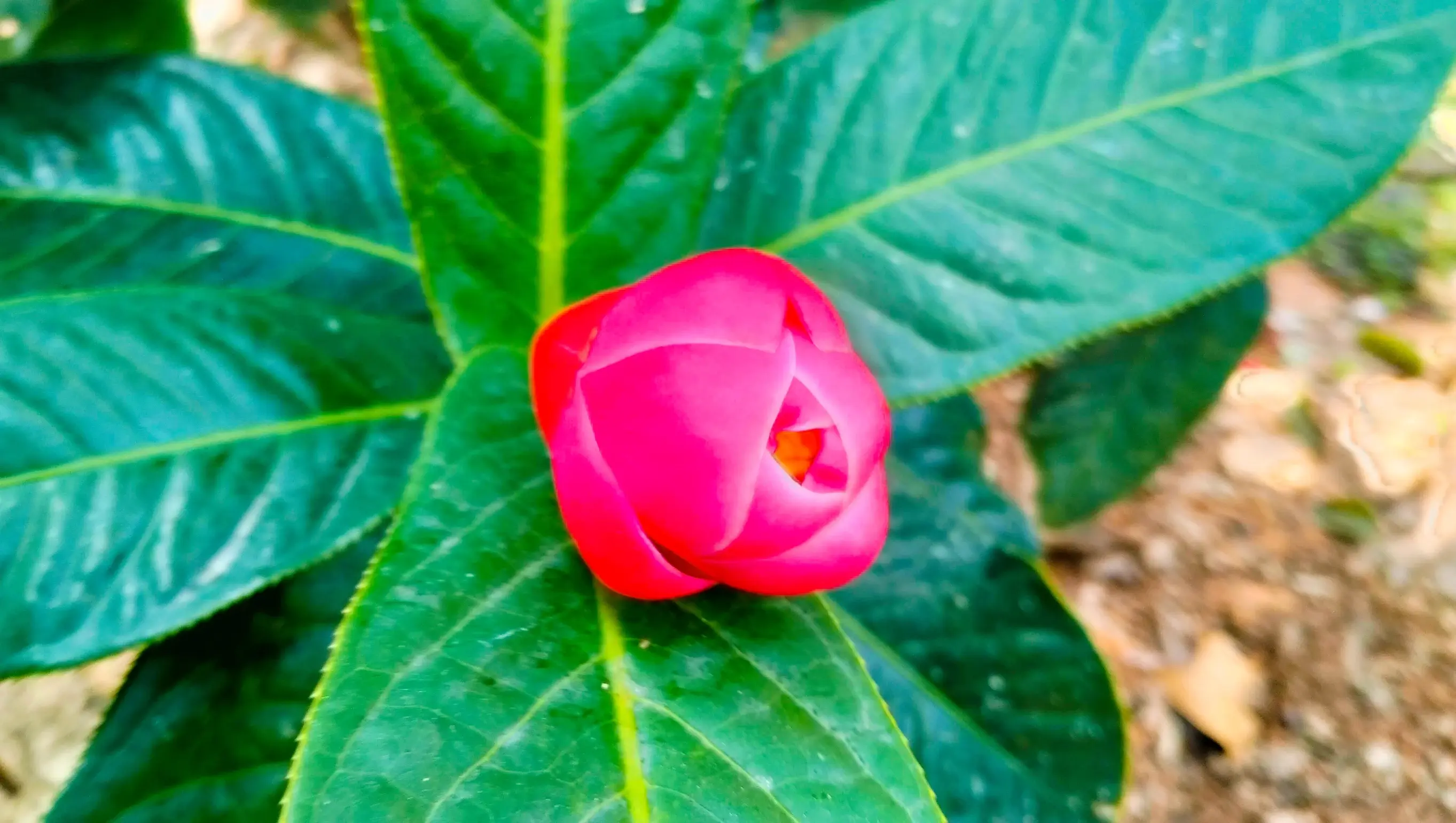 越南抱茎茶，金花茶，您喜欢吗？一起赏