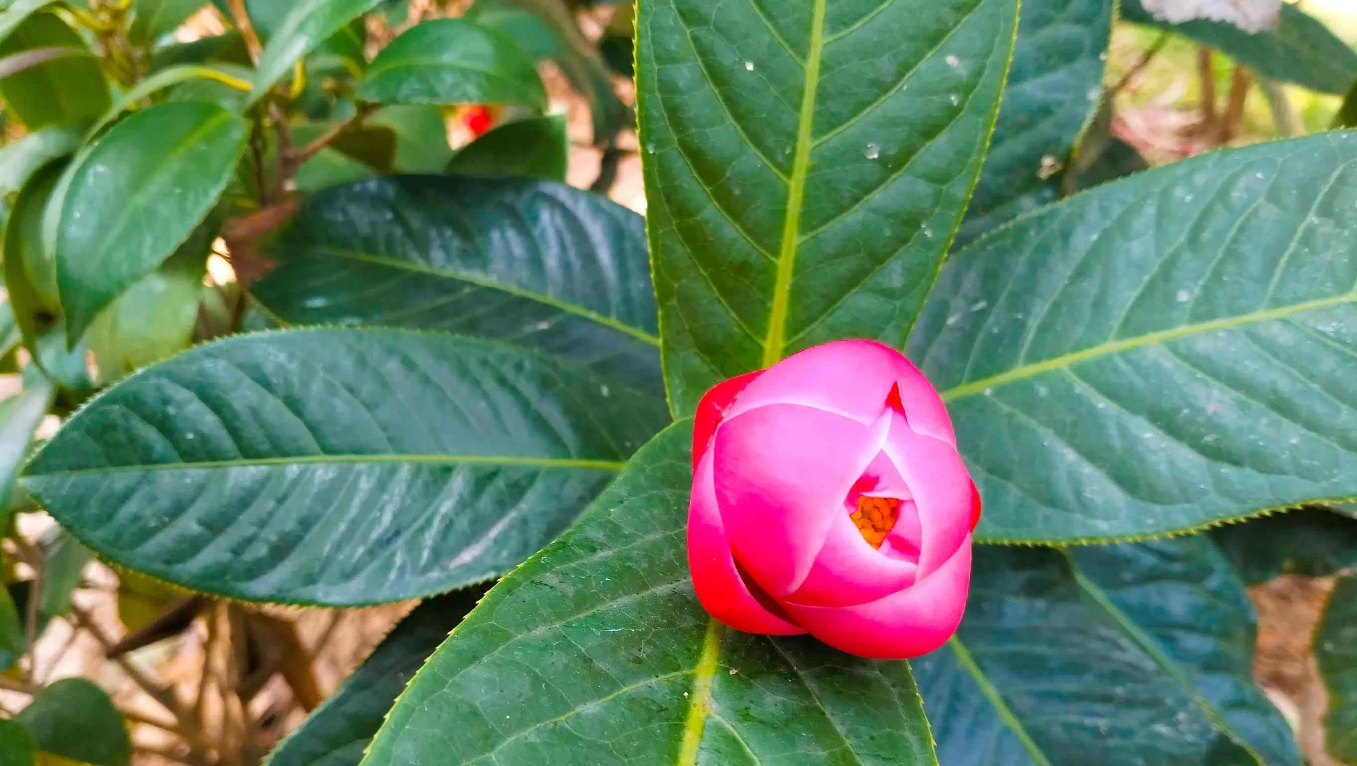 越南抱茎茶，金花茶，您喜欢吗？一起赏