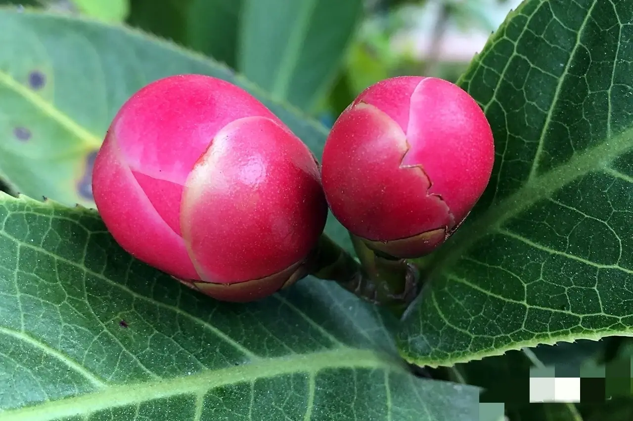 越南抱茎茶，金花茶，您喜欢吗？一起赏