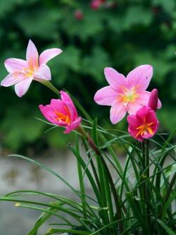 这种植物和韭菜像，花朵颜色喜庆