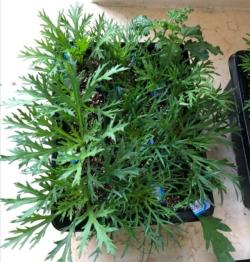 20种一插就活的盆栽植物，不用花钱动动手就行，半年后长一大盆