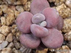 多肉植物换盆时，可以脱土后就直接上盆栽种吗？