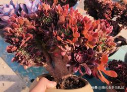 多肉植物换盆时，可以脱土后就直接上盆栽种吗？