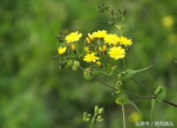 抱茎苦荬菜：名字象形而来 饲用食用药用都是宝