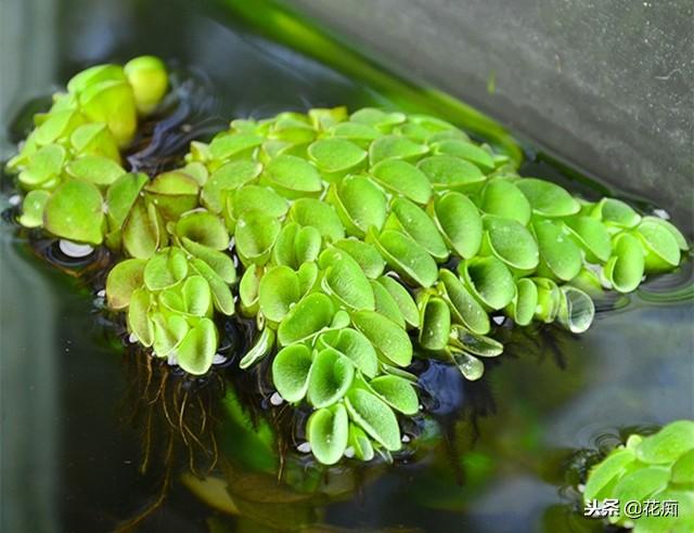 水培植物不好养？试试钱兜，好看寓意又好，有水就爆盆！