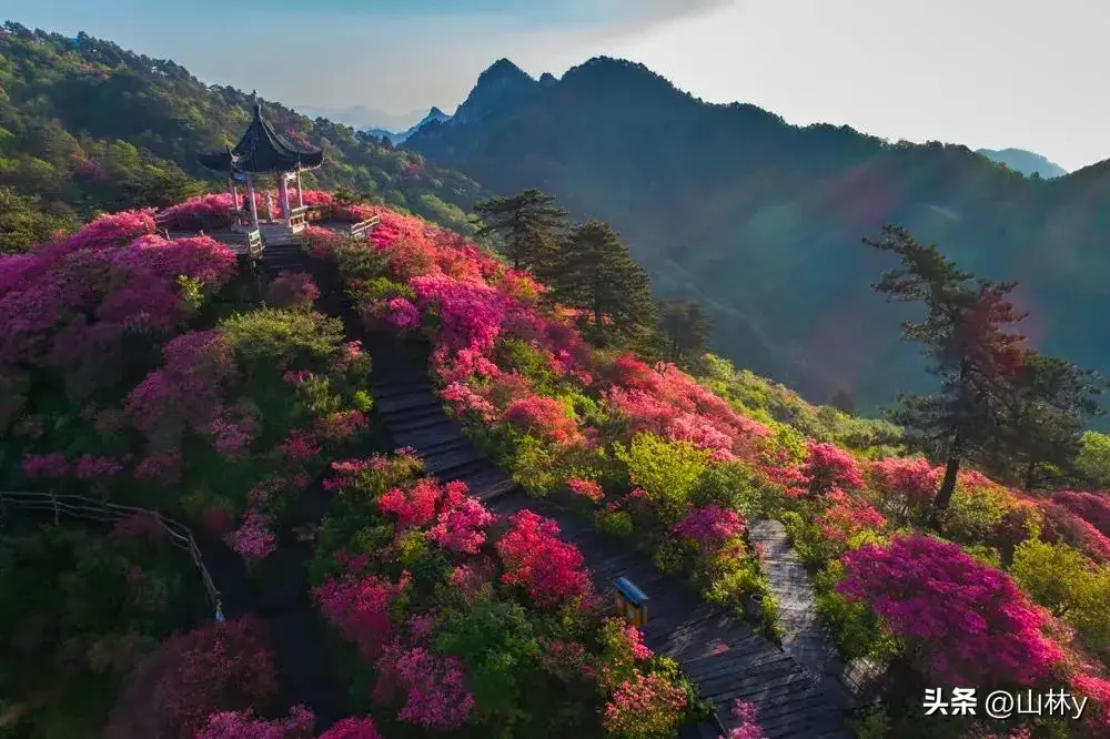 五彩斑斓的花海图片80幅，犹如人间仙境