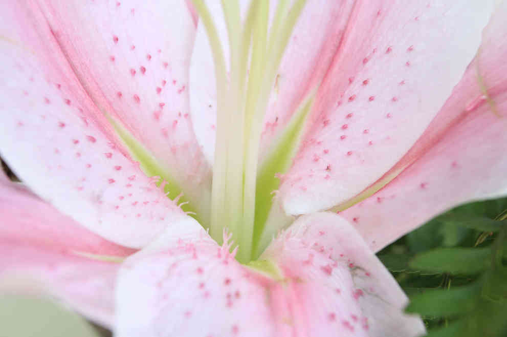 百合花怎么养水里 水培百合方法介绍