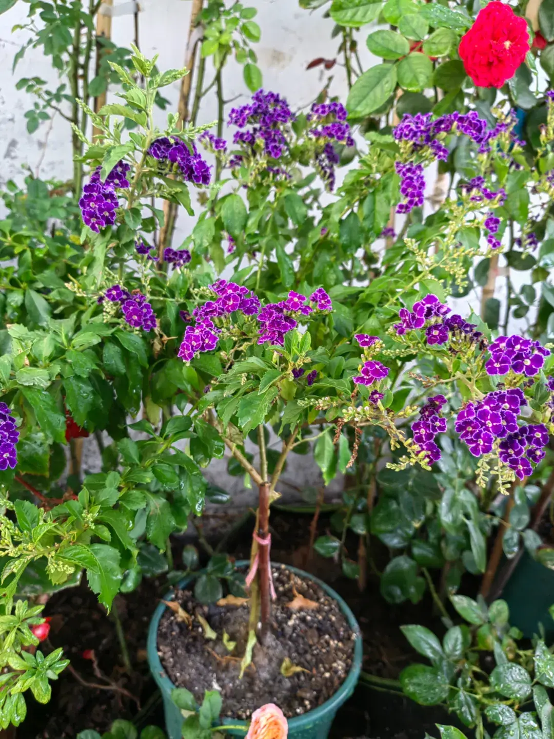 假连翘丨南方常见的绿篱植物，紫花美艳、花期长，还能入药