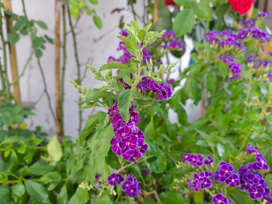 假连翘丨南方常见的绿篱植物，紫花美艳、花期长，还能入药