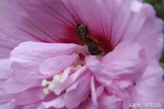 这些开花特别灿烂的开花灌木特别适合养院子里，种一棵就满园喷香