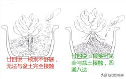 4种根型的多肉，上盆方法各不相同，现配图示意，望帮到新手肉友