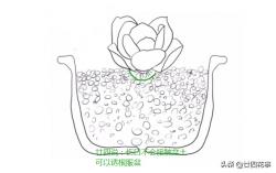 4种根型的多肉，上盆方法各不相同，现配图示意，望帮到新手肉友