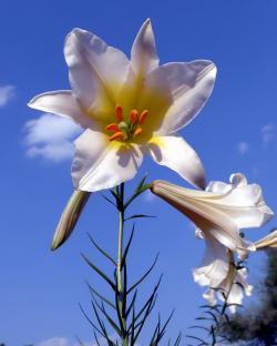 球根花卉的区别，唐菖蒲、郁金香、花毛莨各不同，一起学一学