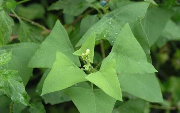 山上一种三角形野草，名叫杠板归，价值高遇到要珍惜