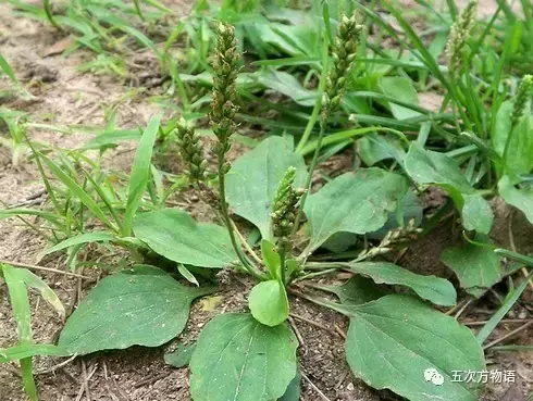 车前草：车到山前必有路