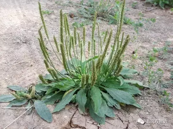 车前草：车到山前必有路