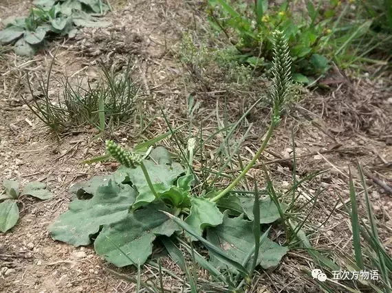 车前草：车到山前必有路