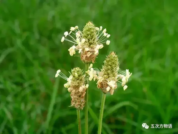 车前草：车到山前必有路