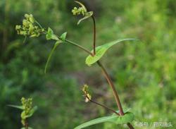 抱茎苦荬菜，你认识吗？识别要诀：茎生叶抱茎