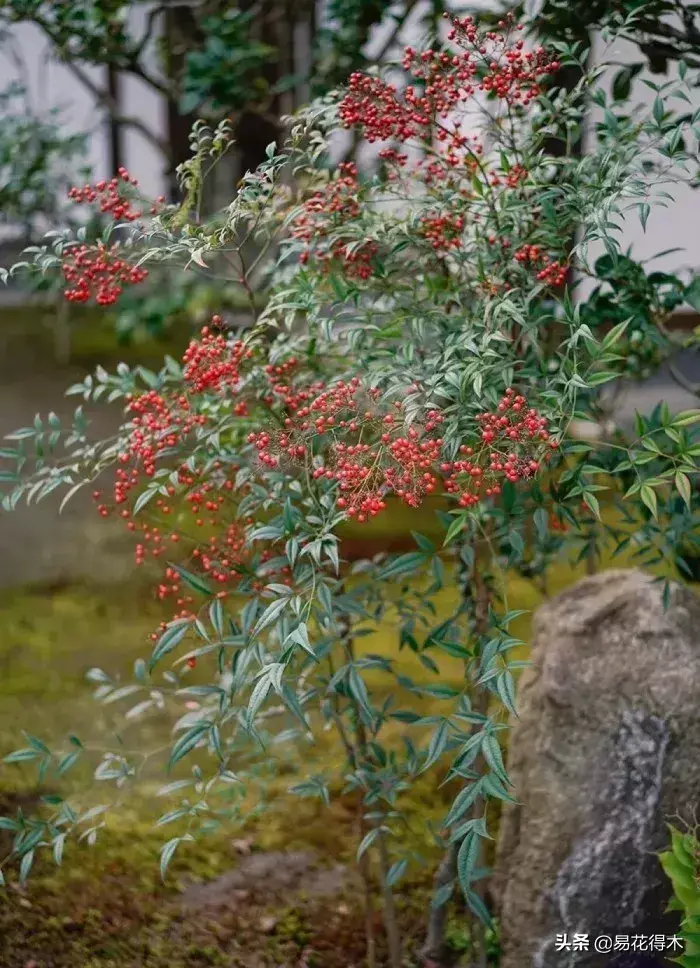 盆景“十八学士”之南天竹的种类鉴赏