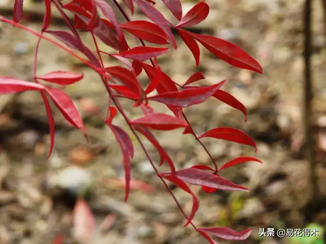 盆景“十八学士”之南天竹的种类鉴赏