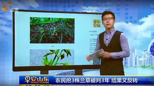 农民上山挖药，无意间发现一种类似兰花的植物，挖回家后不淡定了