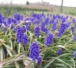 ​开春养花，8种“球茎植物”，种到盆里就开花，有手就会养