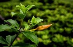 每日植物 - 黄蝉-黄花绿叶旁黄婵，香溢四溢为哪般