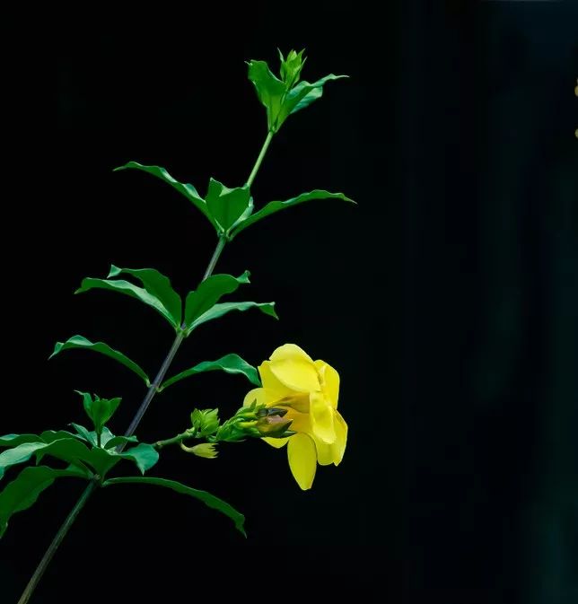 每日植物 - 黄蝉-黄花绿叶旁黄婵，香溢四溢为哪般