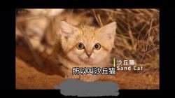 世界上最大的猫砂盆-沙漠中的猫