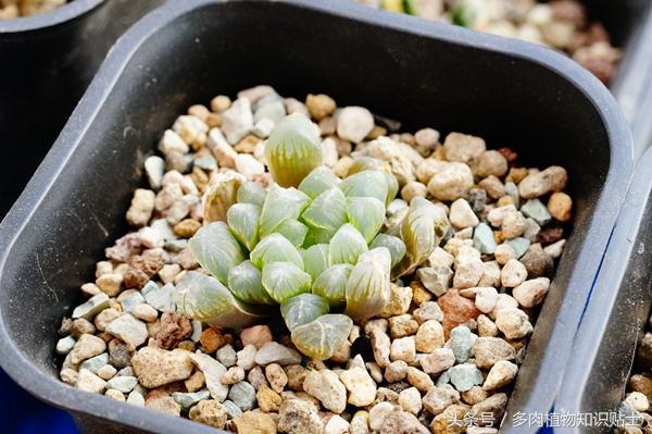 这才是真正的姬玉露，多肉植物品种鉴别技术