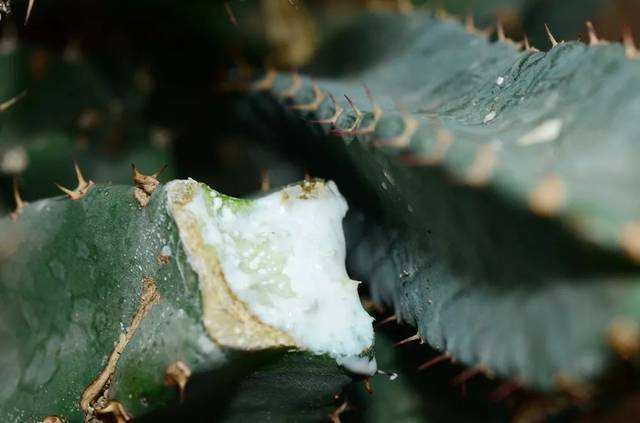 那些植物之最