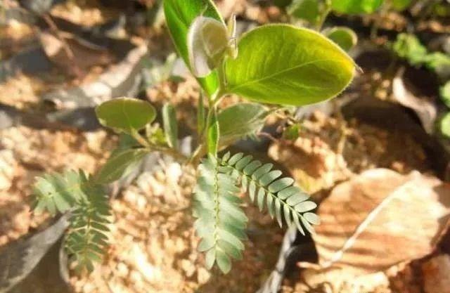 扦插苗木分解步骤与实图案例，植物的复制式生长真奇妙