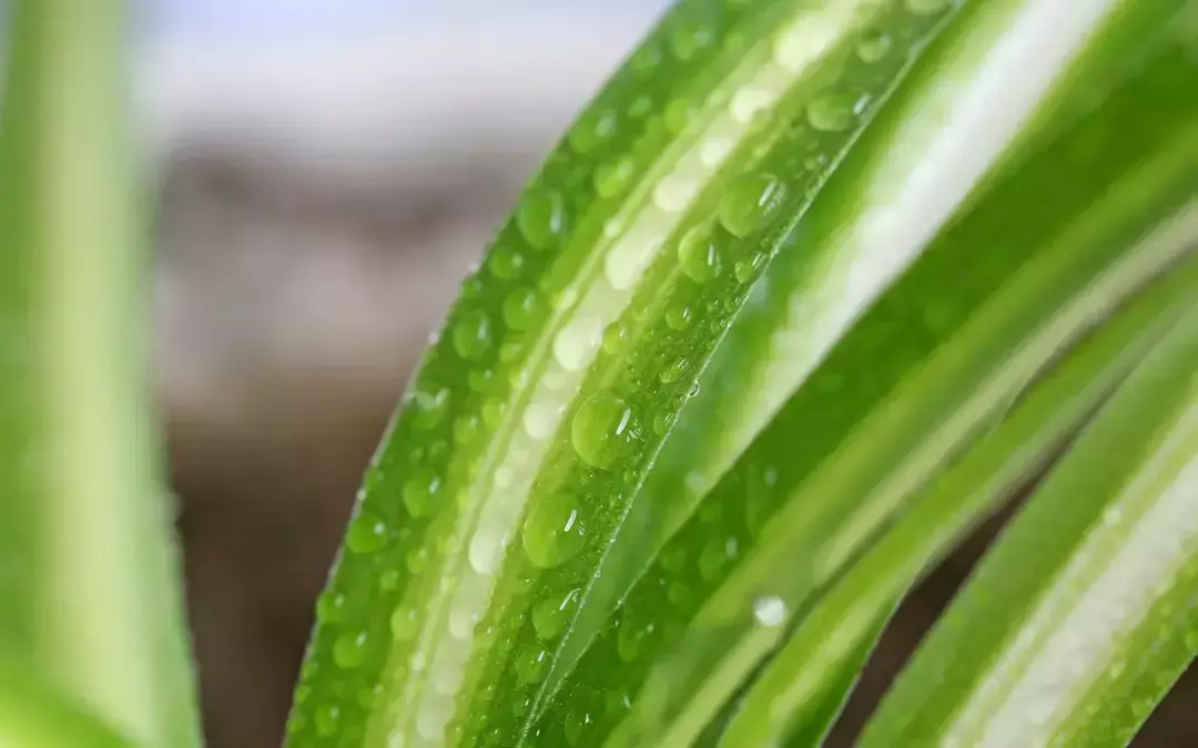 12生肖专属植物，快看看你的开运植物是啥？