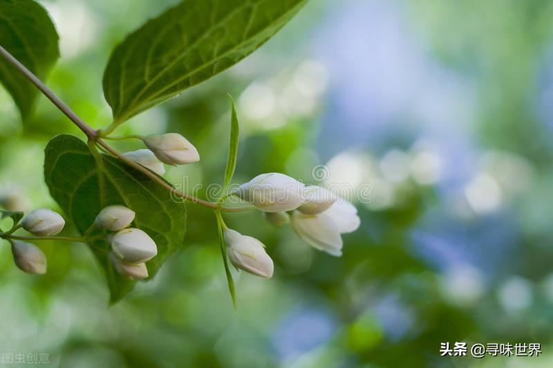 用这17种草木灰，教你在家自制天然碱水，3分钟就学会