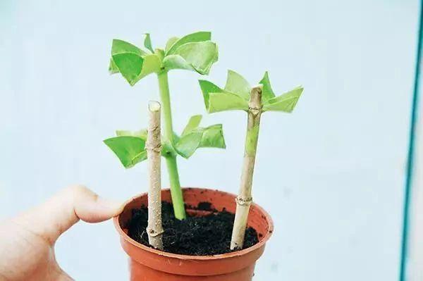 养成盆栽可常年开花的黄蝉花，花朵惹人喜欢，适合扦插繁殖