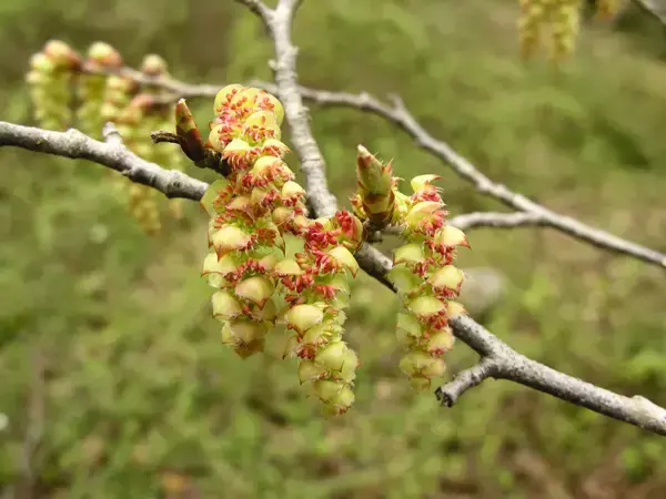 大开眼界！浙江29种重点珍稀濒危野生动植物，见过5种算你厉害