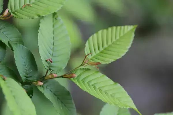 大开眼界！浙江29种重点珍稀濒危野生动植物，见过5种算你厉害