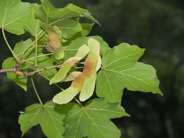 大开眼界！浙江29种重点珍稀濒危野生动植物，见过5种算你厉害