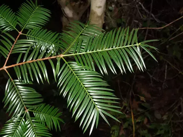 大开眼界！浙江29种重点珍稀濒危野生动植物，见过5种算你厉害