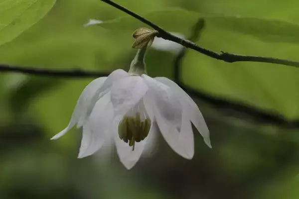 大开眼界！浙江29种重点珍稀濒危野生动植物，见过5种算你厉害