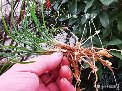 这两种植物和兰花最容易混淆，简单的2点，就可以区分清楚