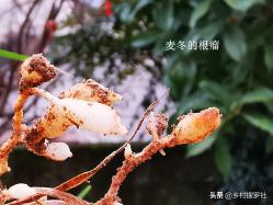 这两种植物和兰花最容易混淆，简单的2点，就可以区分清楚