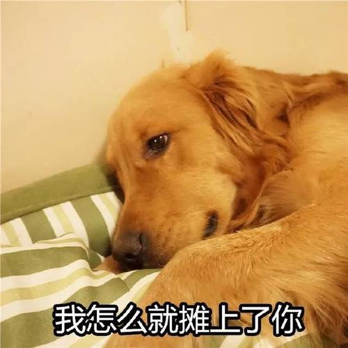 再三劝告：想把金毛犬养好，这七件事必须要做好