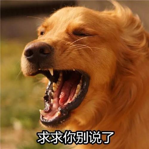 再三劝告：想把金毛犬养好，这七件事必须要做好